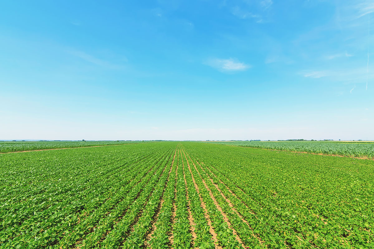 Crop Field